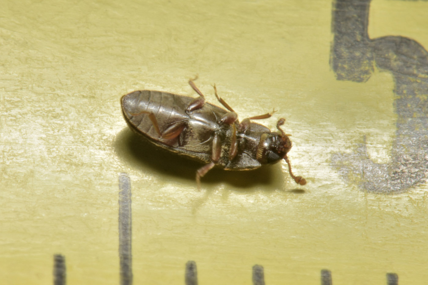 Biphyllidae: Biphyllus frater? S